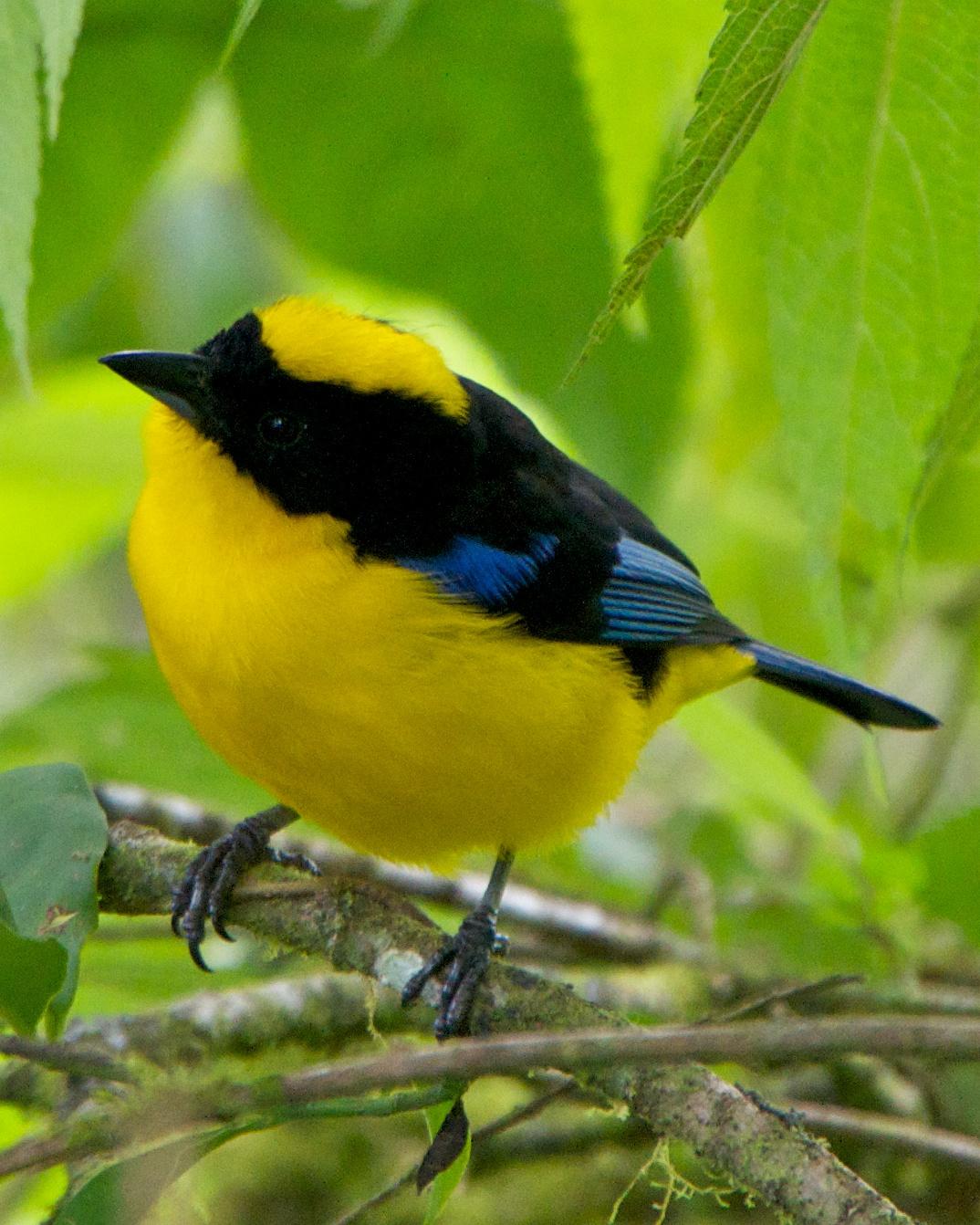 Blue-winged Mountain-Tanager Photo by Robin Barker