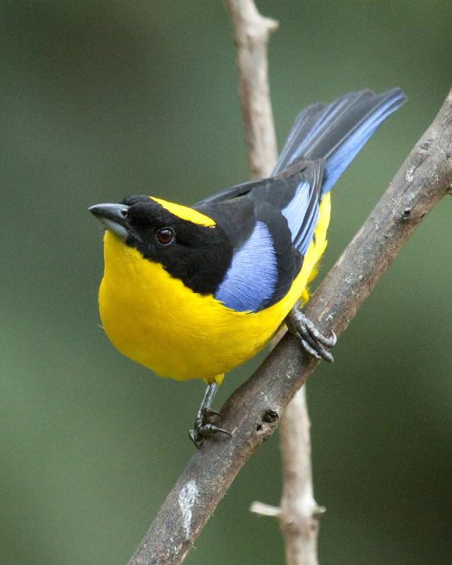 Blue-winged Mountain-Tanager Photo by Christopher Calonje