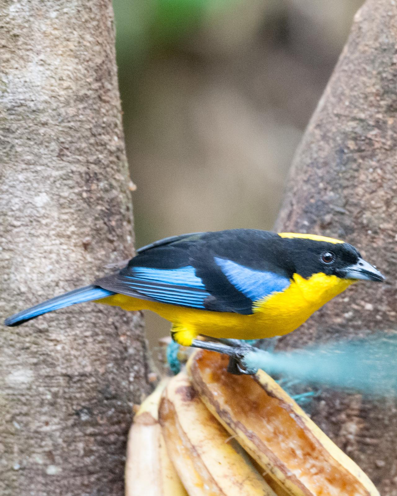 Blue-winged Mountain-Tanager Photo by Jon C. Sund