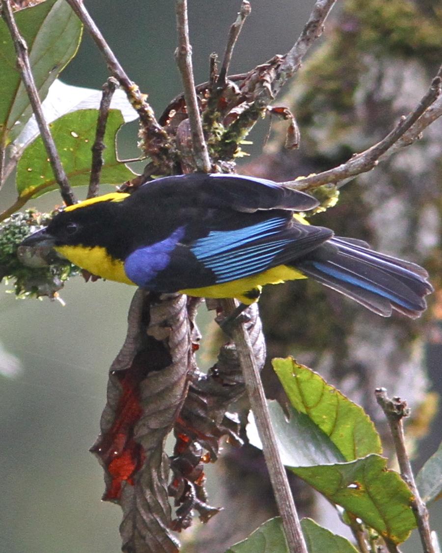 Blue-winged Mountain-Tanager Photo by Marcelo Padua