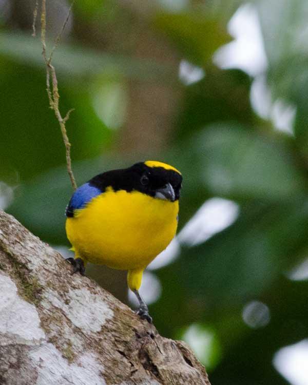 Blue-winged Mountain-Tanager Photo by Bob Hasenick