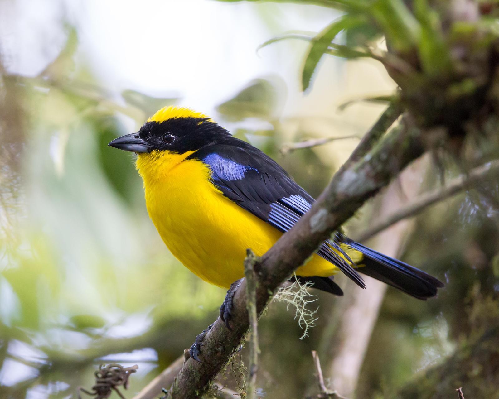 Blue-winged Mountain-Tanager Photo by Kevin Berkoff