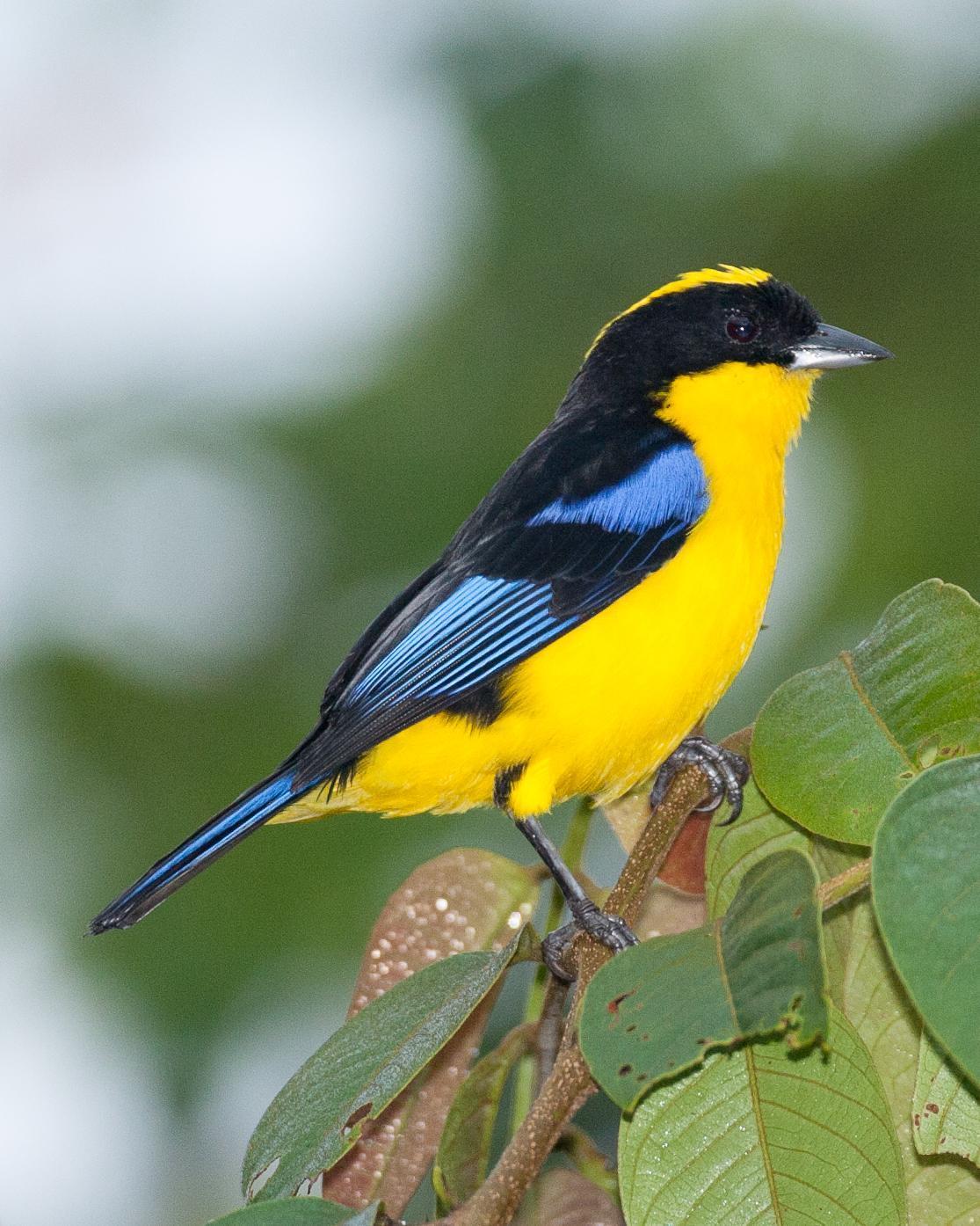 Blue-winged Mountain-Tanager Photo by Robert Lewis