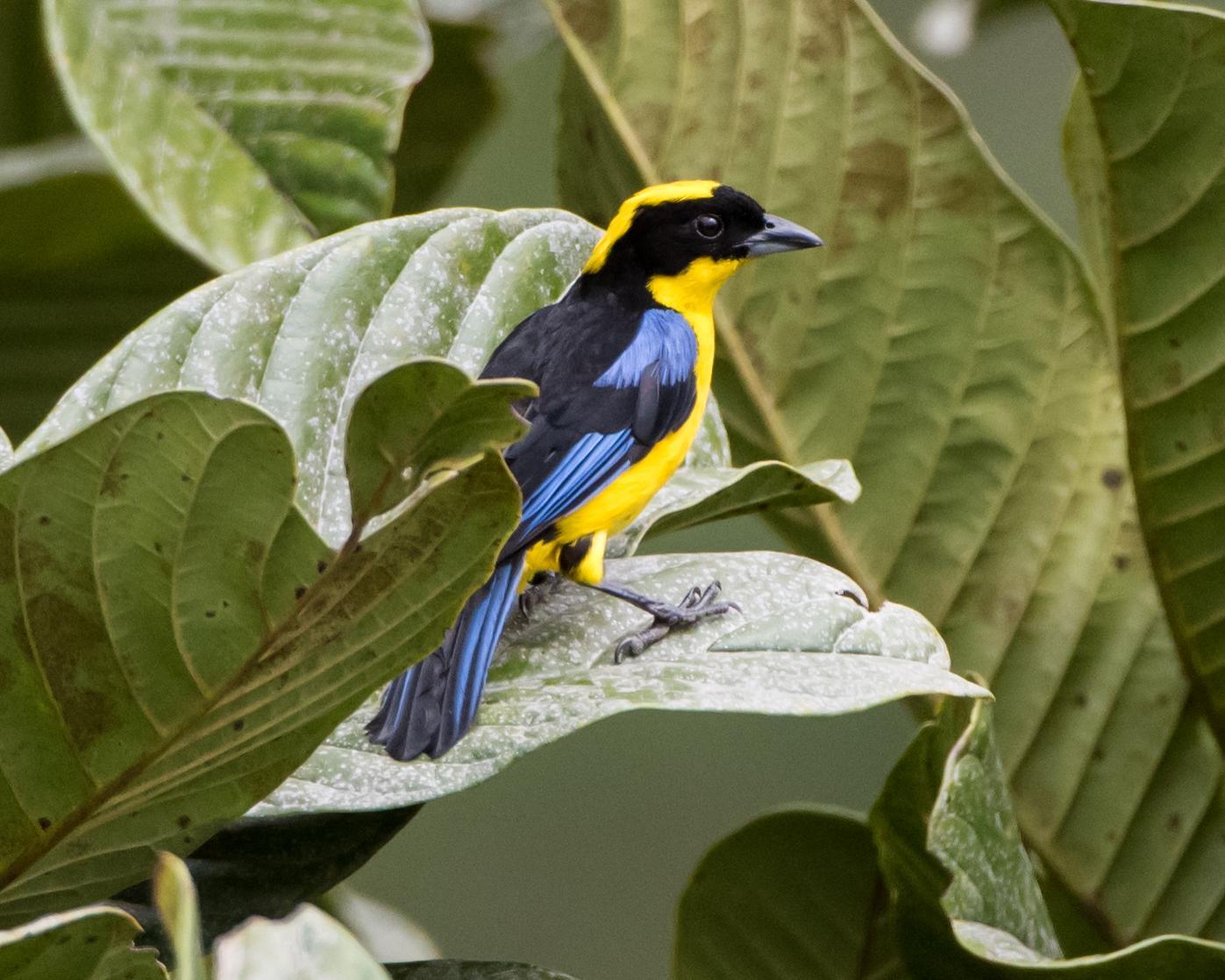 Blue-winged Mountain-Tanager Photo by Harold Davis