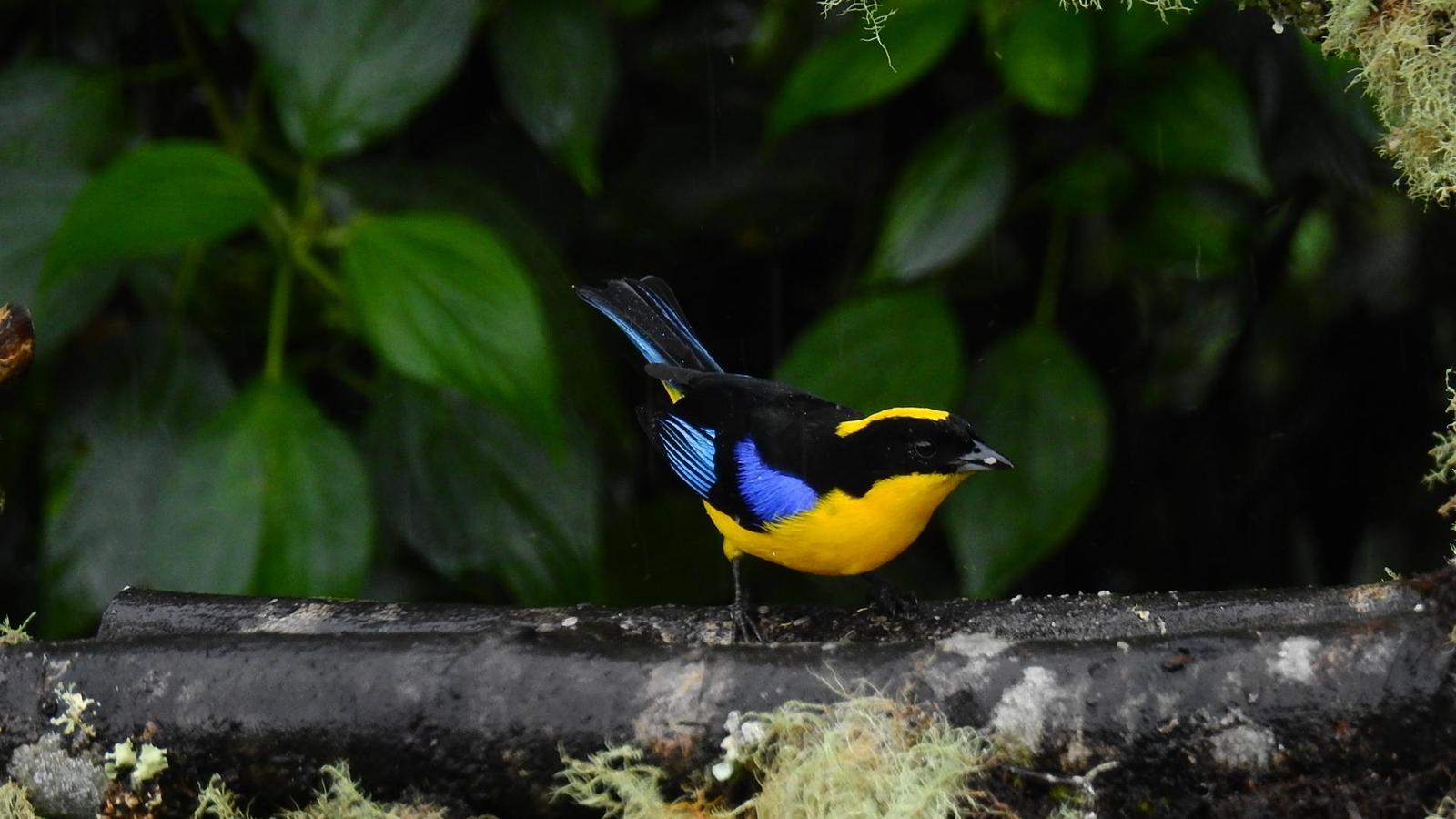 Blue-winged Mountain-Tanager Photo by Julio Delgado