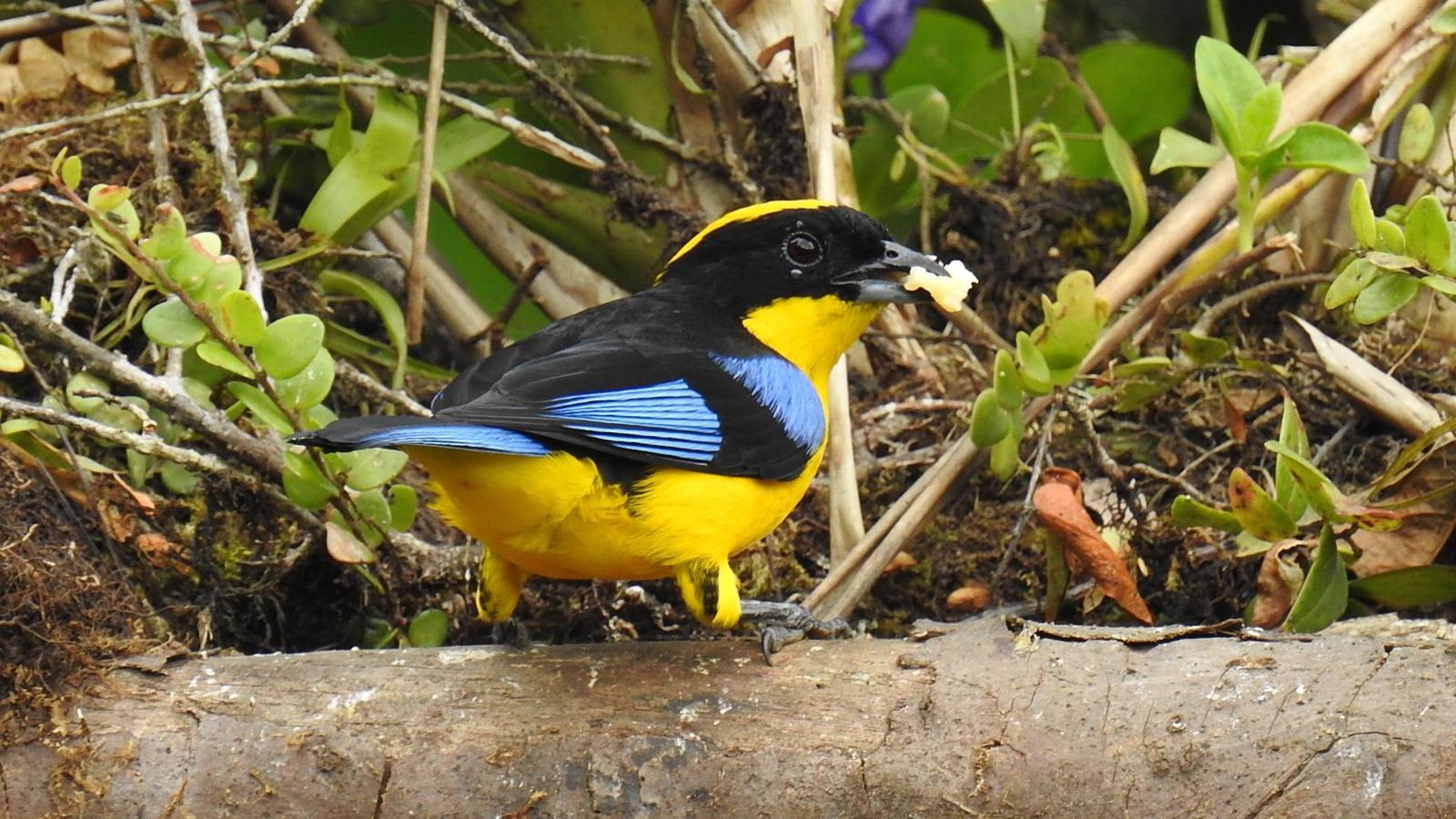 Blue-winged Mountain-Tanager Photo by Julio Delgado
