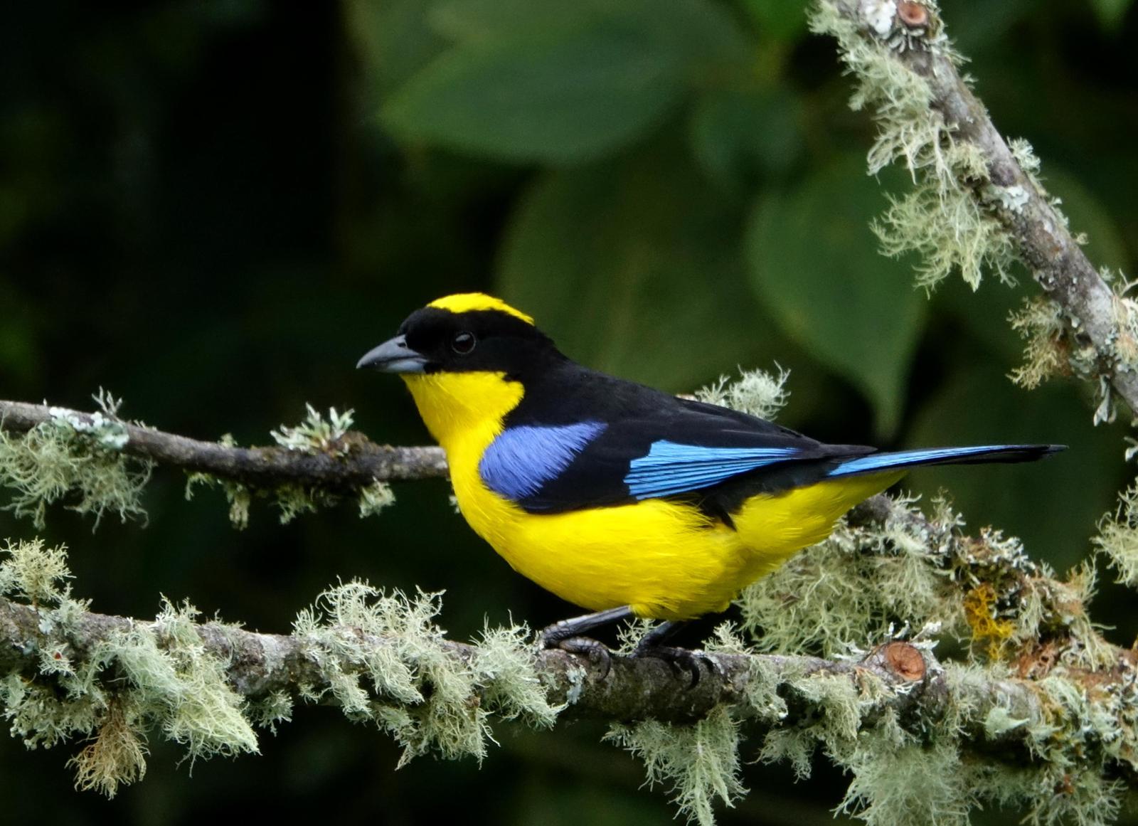 Blue-winged Mountain-Tanager Photo by Doug Swartz