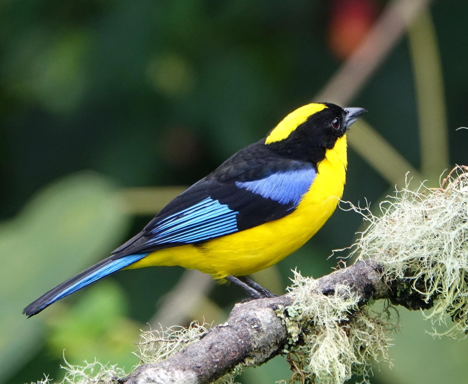 Blue-winged Mountain-Tanager Photo by Doug Swartz