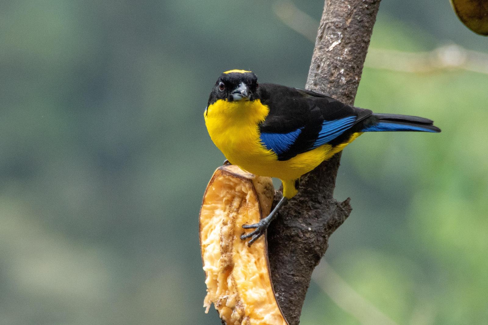 Blue-winged Mountain-Tanager Photo by Gerald Hoekstra