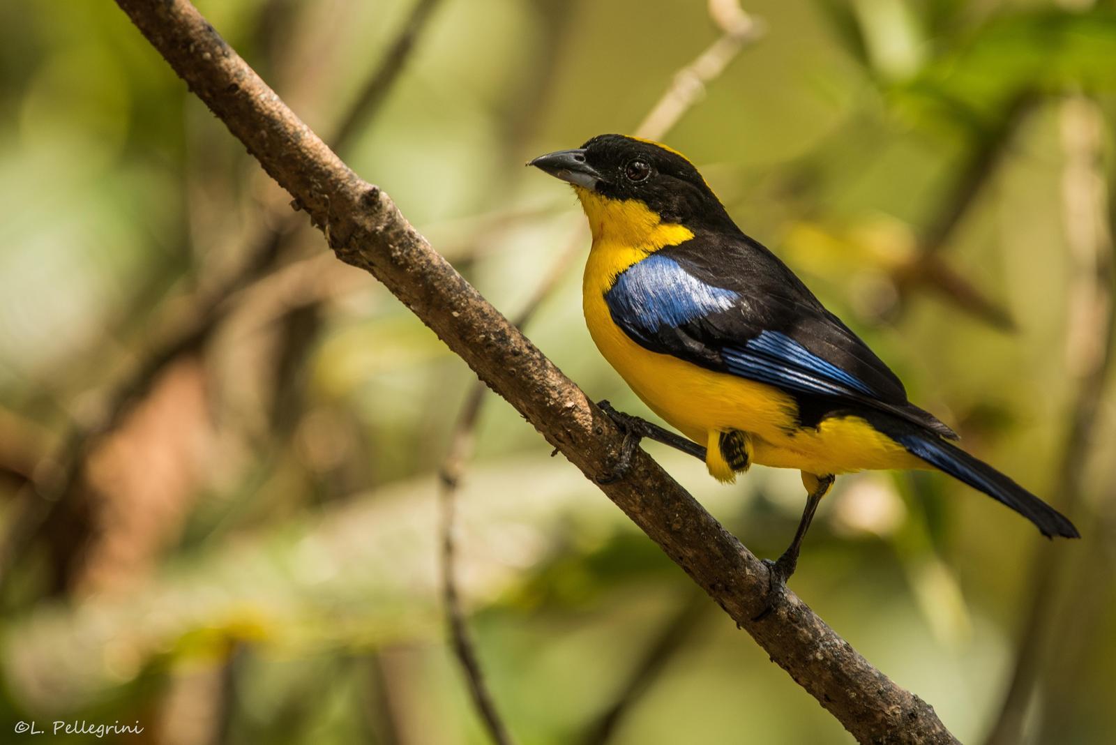Blue-winged Mountain-Tanager Photo by Laurence Pellegrini