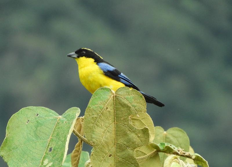 Blue-winged Mountain-Tanager Photo by Jeff Harding