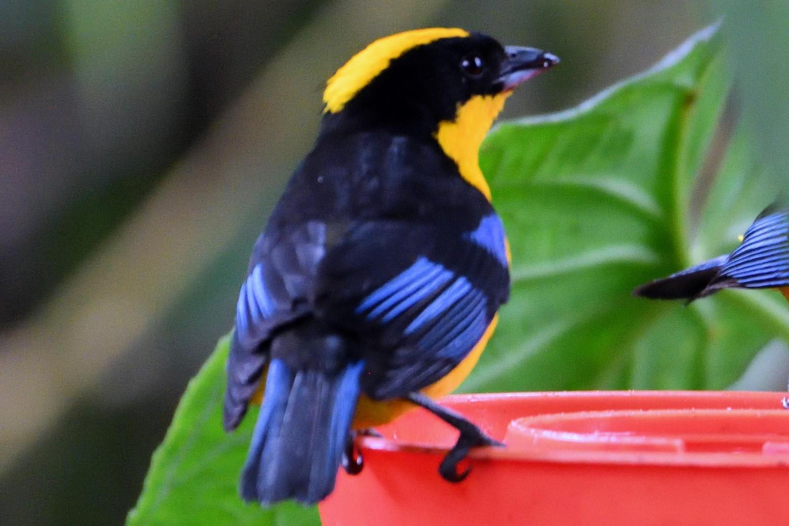 Blue-winged Mountain-Tanager Photo by Ann Doty