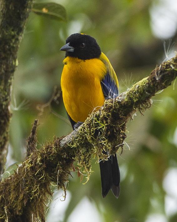 Black-chinned Mountain-Tanager Photo by Francesco Veronesi