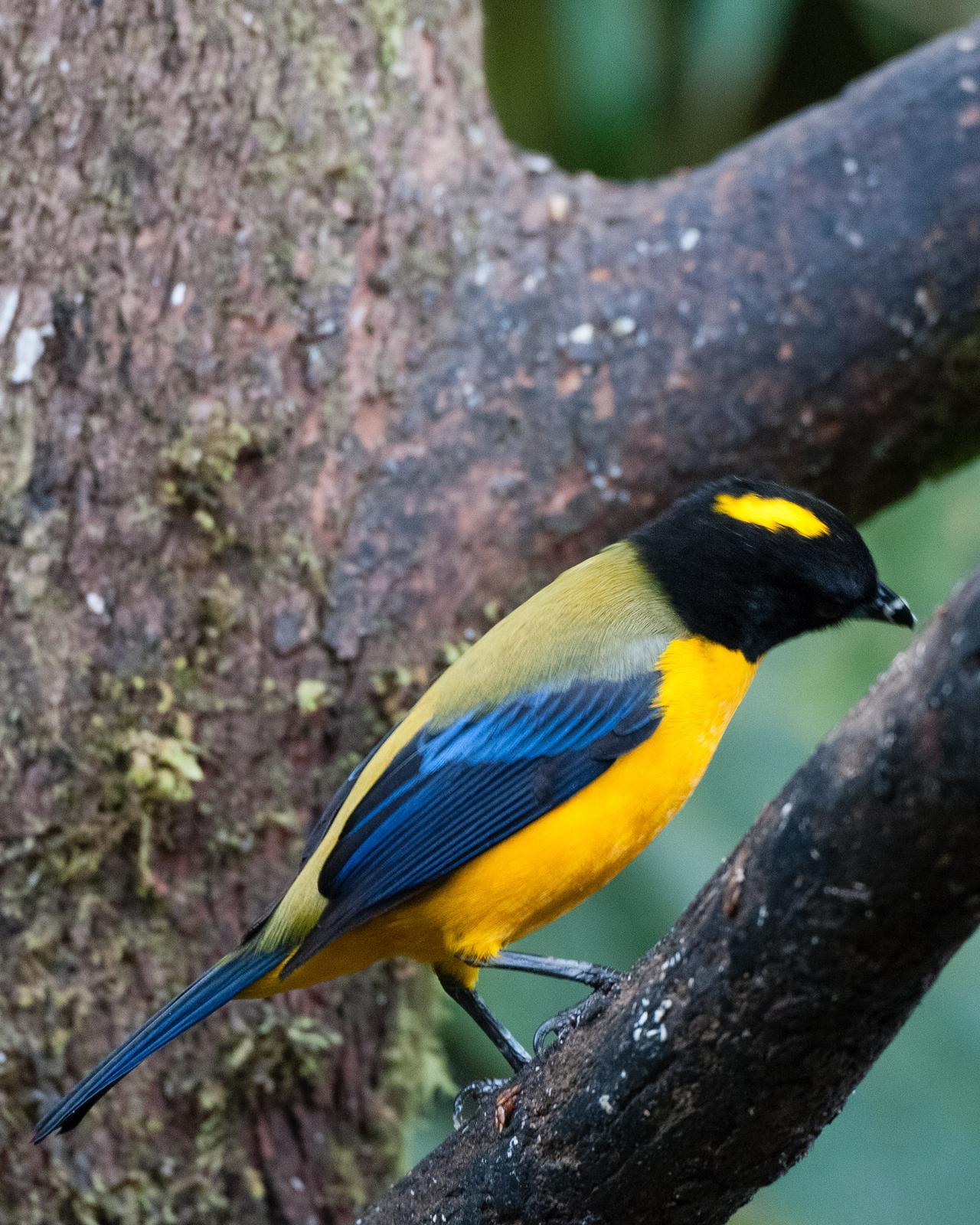 Black-chinned Mountain-Tanager Photo by Jon C. Sund