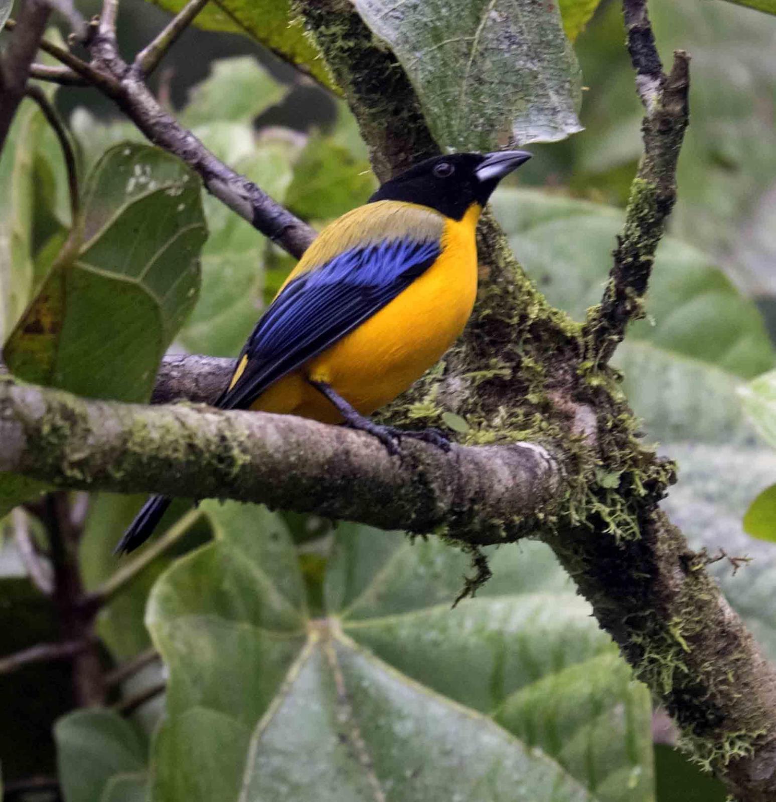 Black-chinned Mountain-Tanager Photo by Bob Hasenick