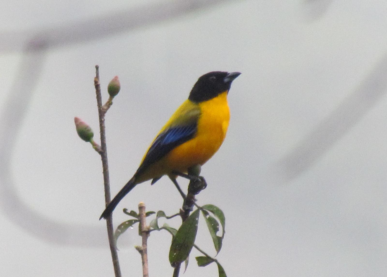 Black-chinned Mountain-Tanager Photo by Jeff Harding