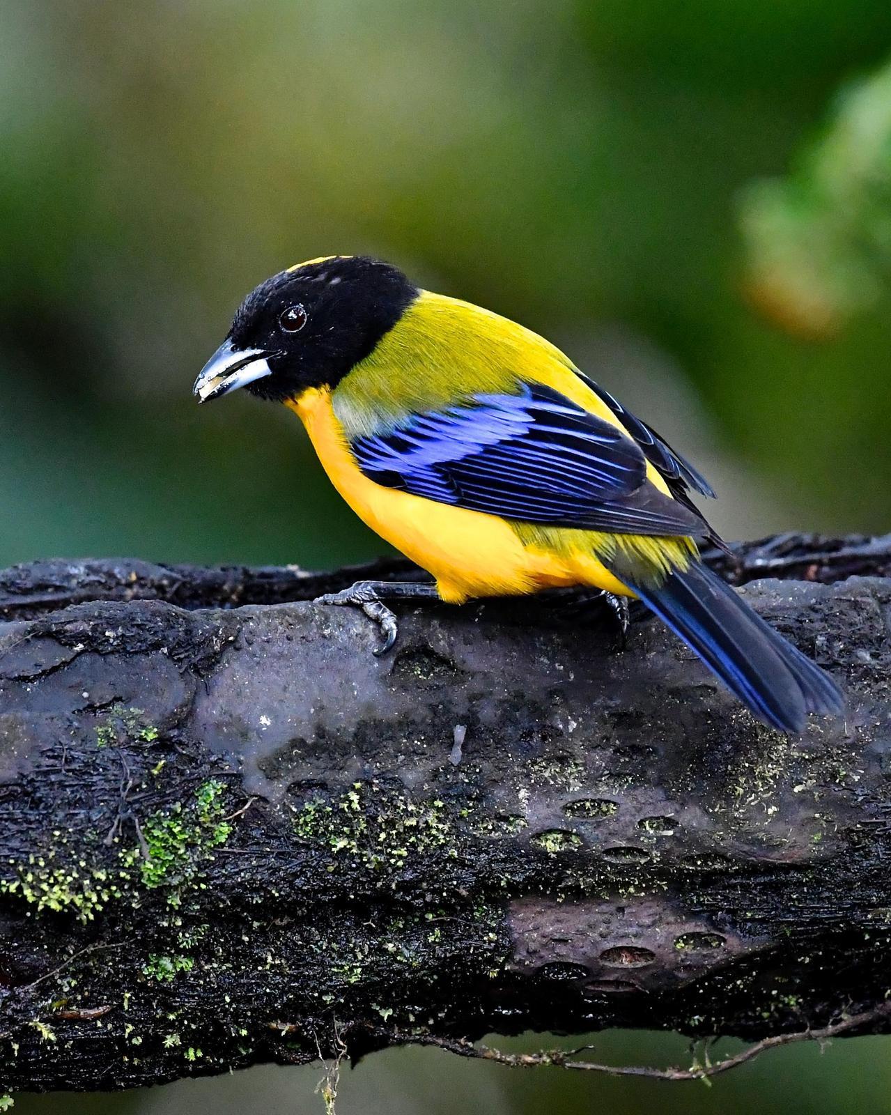 Black-chinned Mountain-Tanager Photo by Gerald Friesen