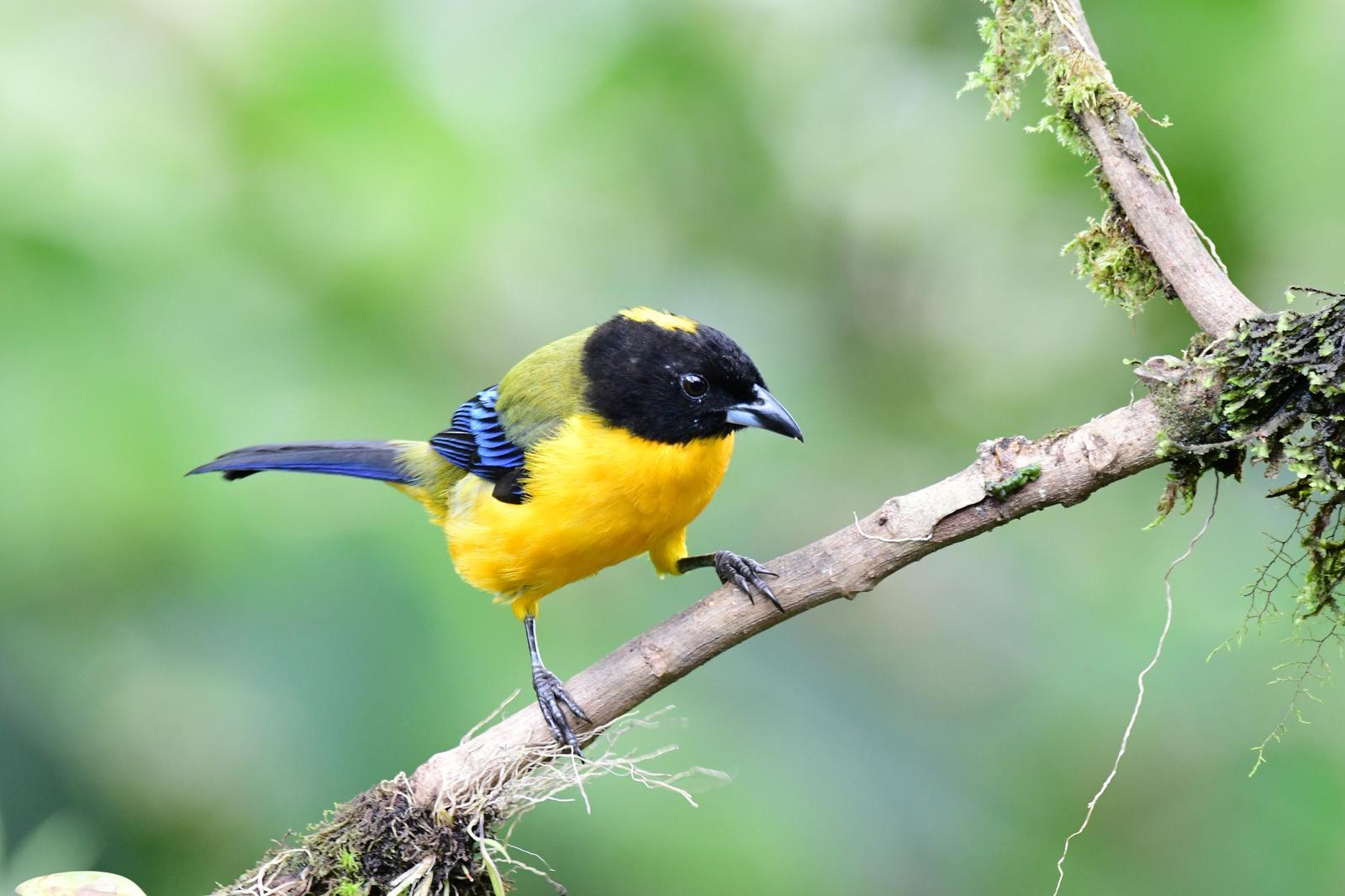 Black-chinned Mountain-Tanager Photo by Jacob Zadik
