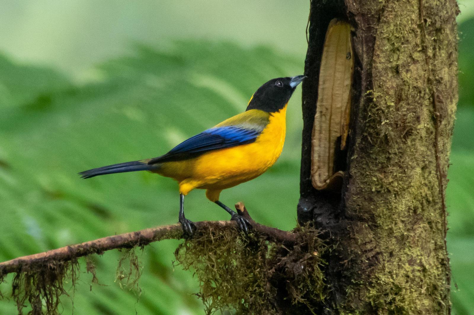 Black-chinned Mountain-Tanager Photo by Gerald Hoekstra