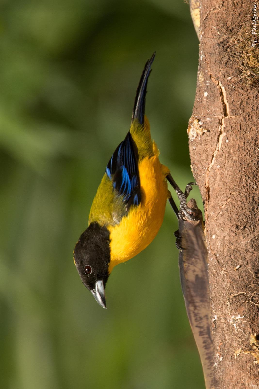 Black-chinned Mountain-Tanager Photo by Laurence Pellegrini