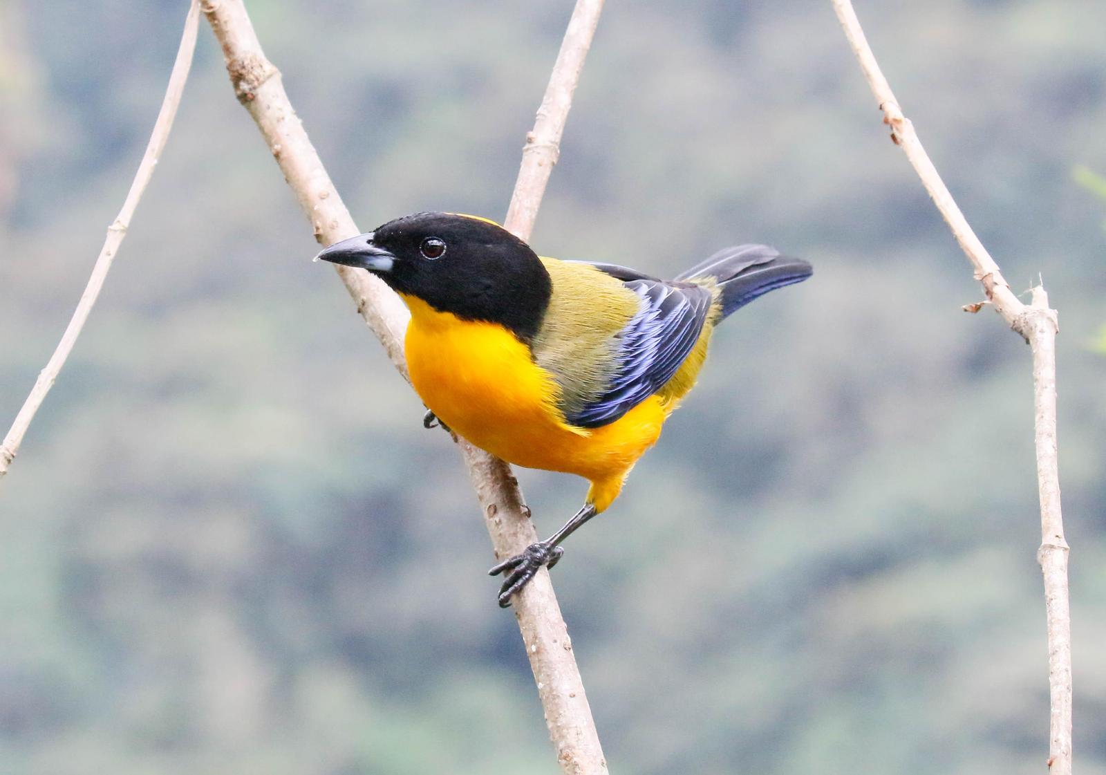 Black-chinned Mountain-Tanager Photo by Thomas Driscoll