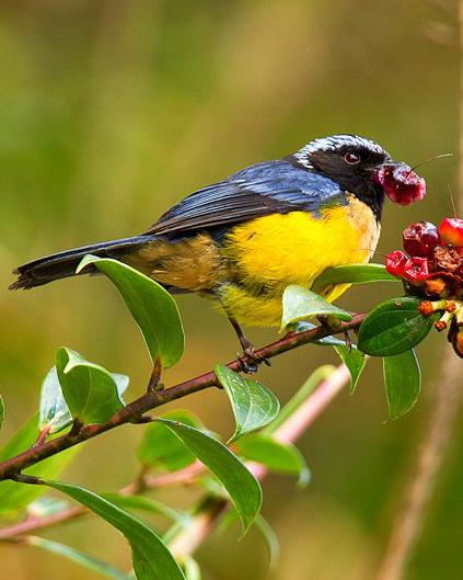 Buff-breasted Mountain-Tanager Photo by Francesco Veronesi
