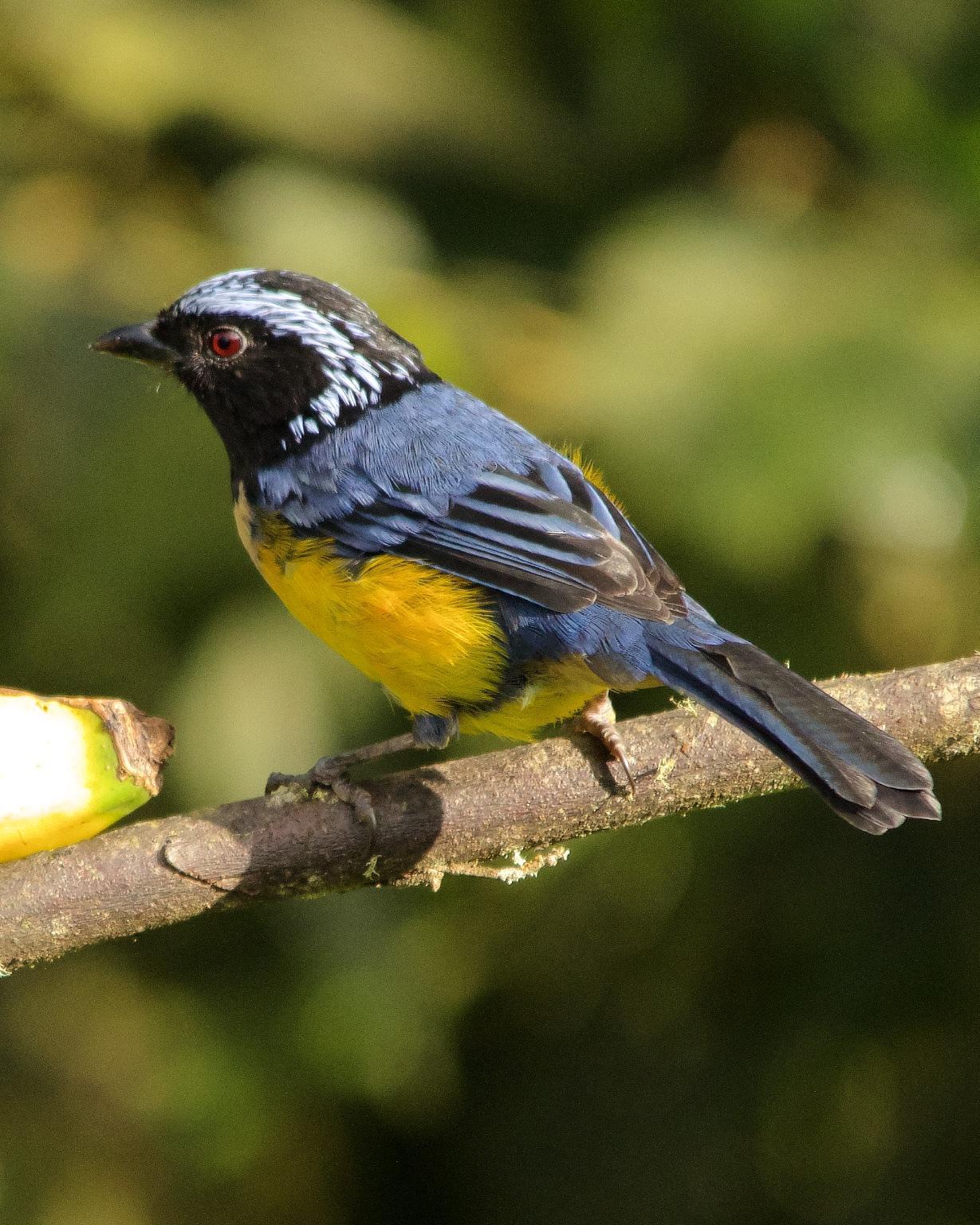 Buff-breasted Mountain-Tanager Photo by Denis Rivard