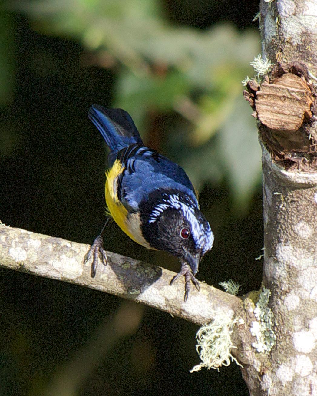 Buff-breasted Mountain-Tanager Photo by Marie-Helene Rivard