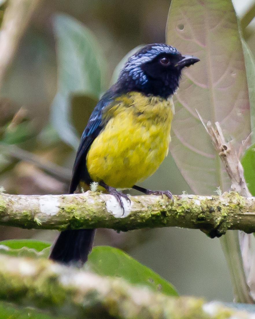 Buff-breasted Mountain-Tanager Photo by Robert Lewis