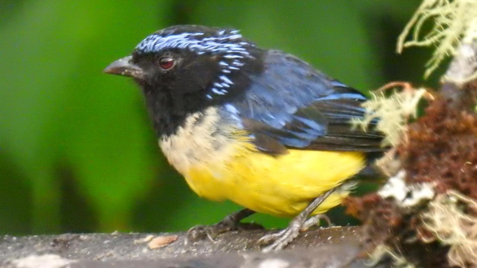 Buff-breasted Mountain-Tanager Photo by Julio Delgado
