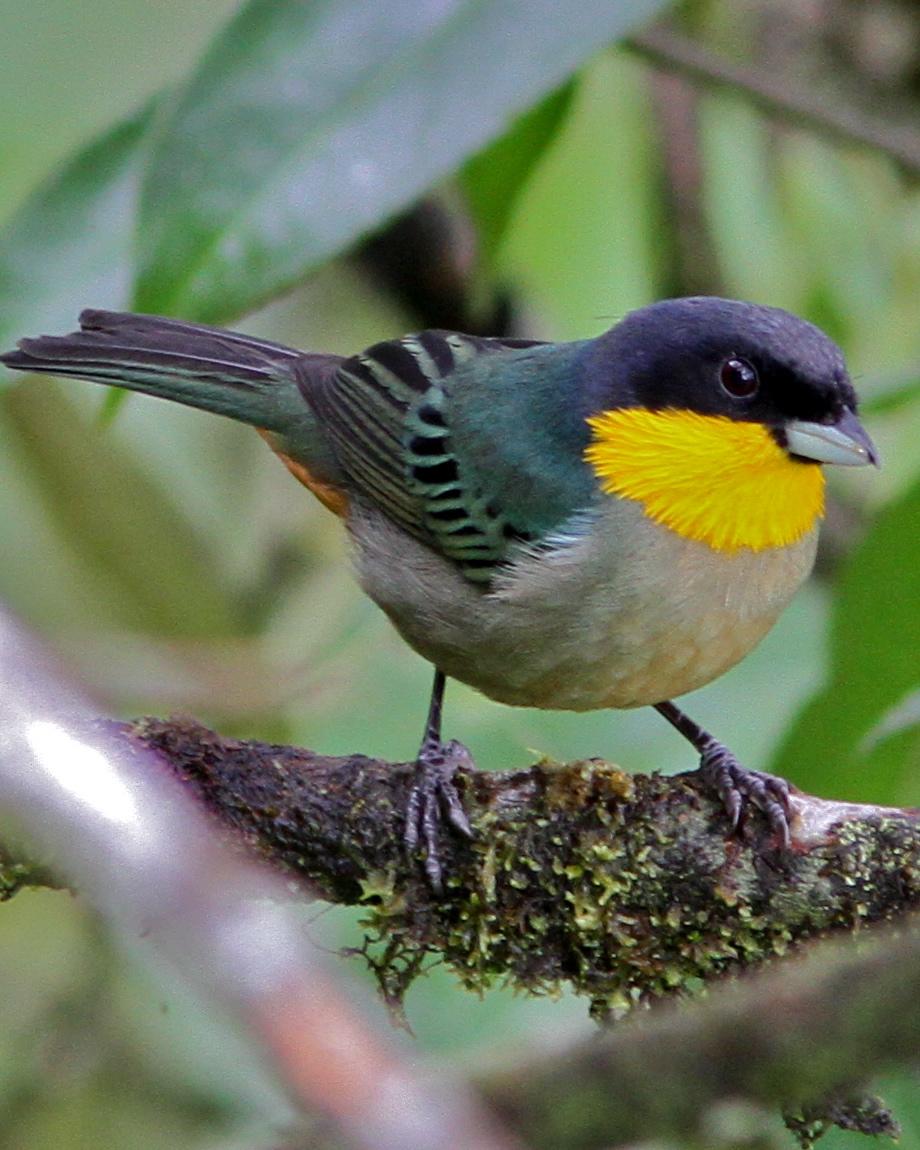 Yellow-throated Tanager Photo by Marcelo Padua