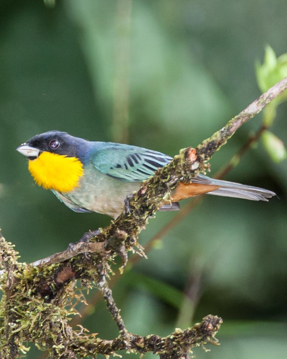 Yellow-throated Tanager Photo by Robert Lewis