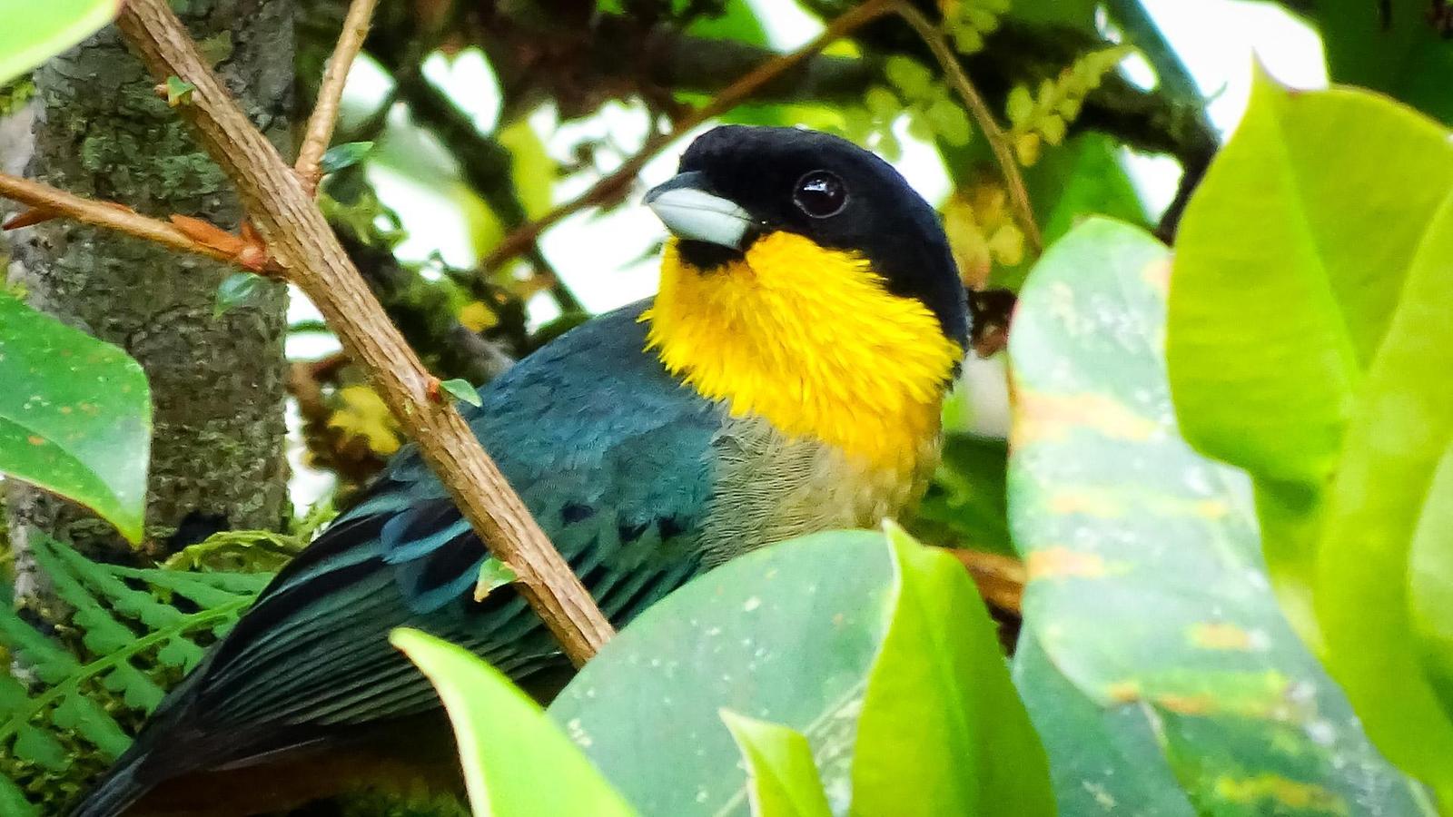 Yellow-throated Tanager Photo by Julio Delgado