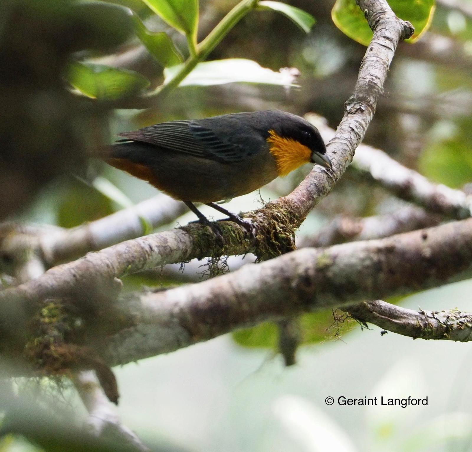 Yellow-throated Tanager Photo by Geraint Langford