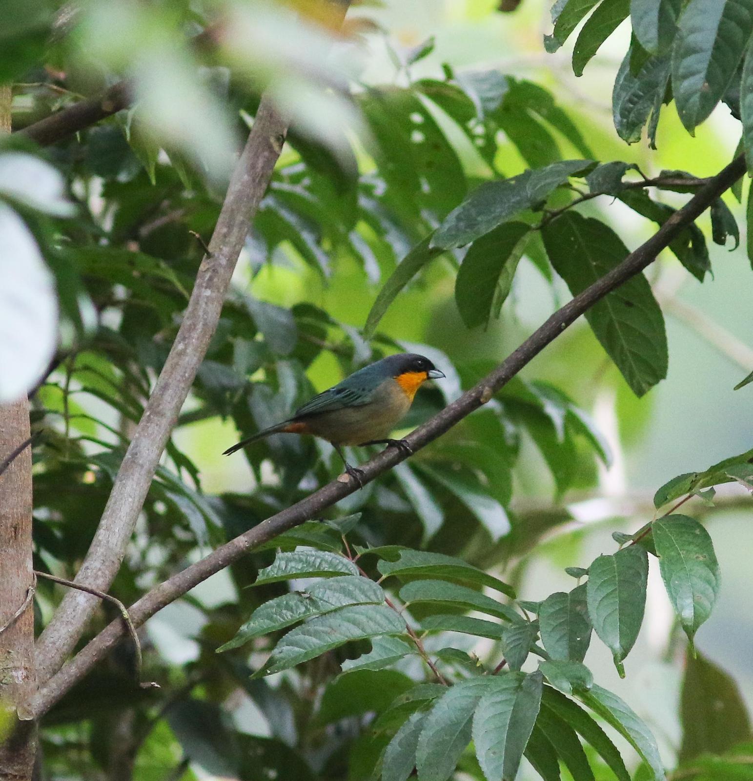 Yellow-throated Tanager Photo by Leonardo Garrigues
