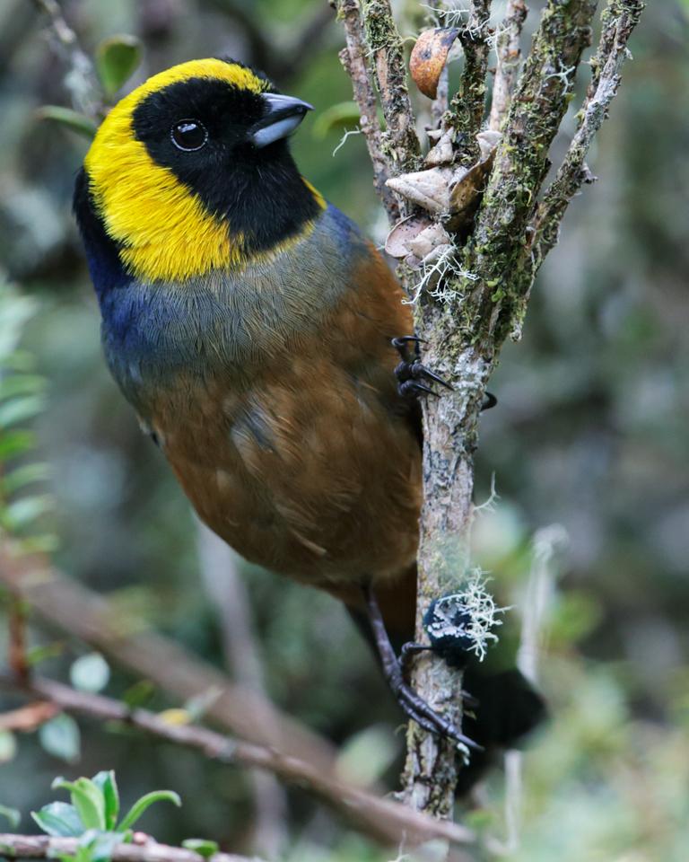 Golden-collared Tanager Photo by Nick Athanas