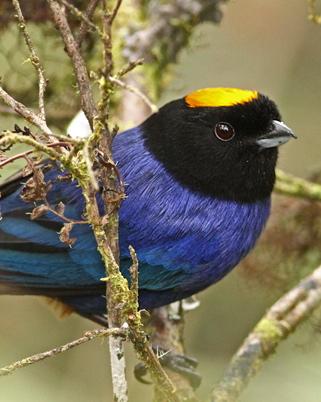 Golden-crowned Tanager Photo by Luke Seitz