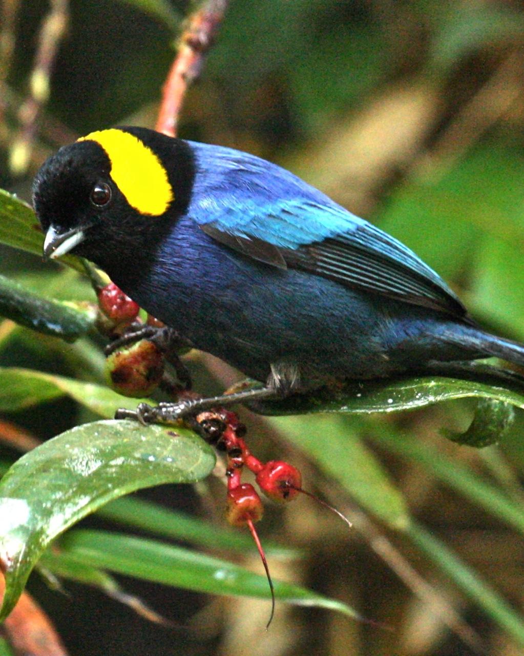 Yellow-scarfed Tanager Photo by Marshall Iliff
