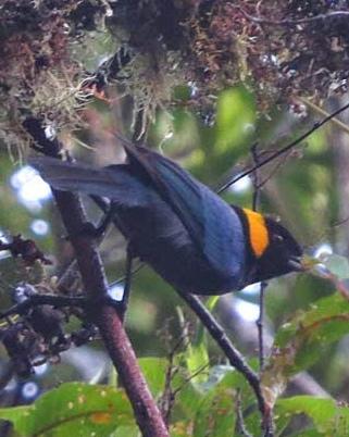 Yellow-scarfed Tanager Photo by Richard C. Hoyer