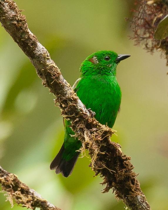 Glistening-green Tanager Photo by Robert Lewis