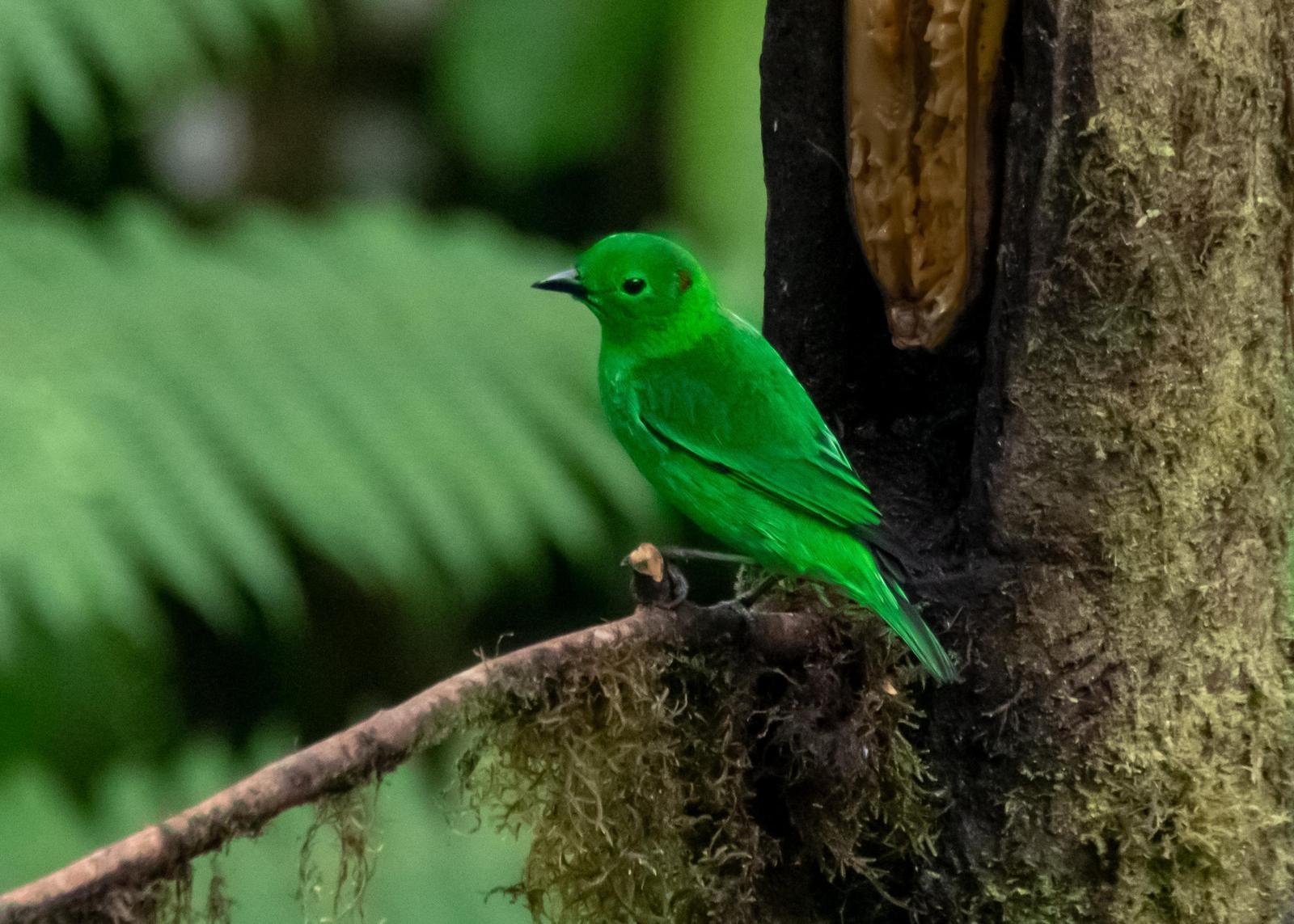 Glistening-green Tanager Photo by Gerald Hoekstra