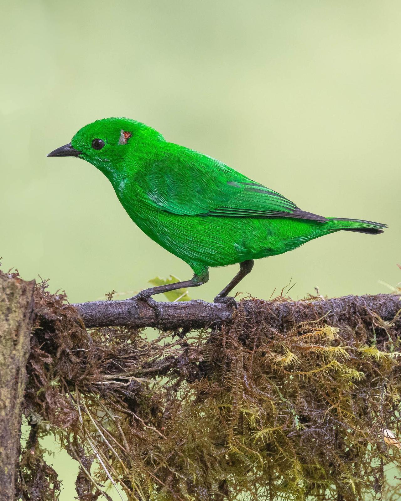 Glistening-green Tanager Photo by Denis Rivard