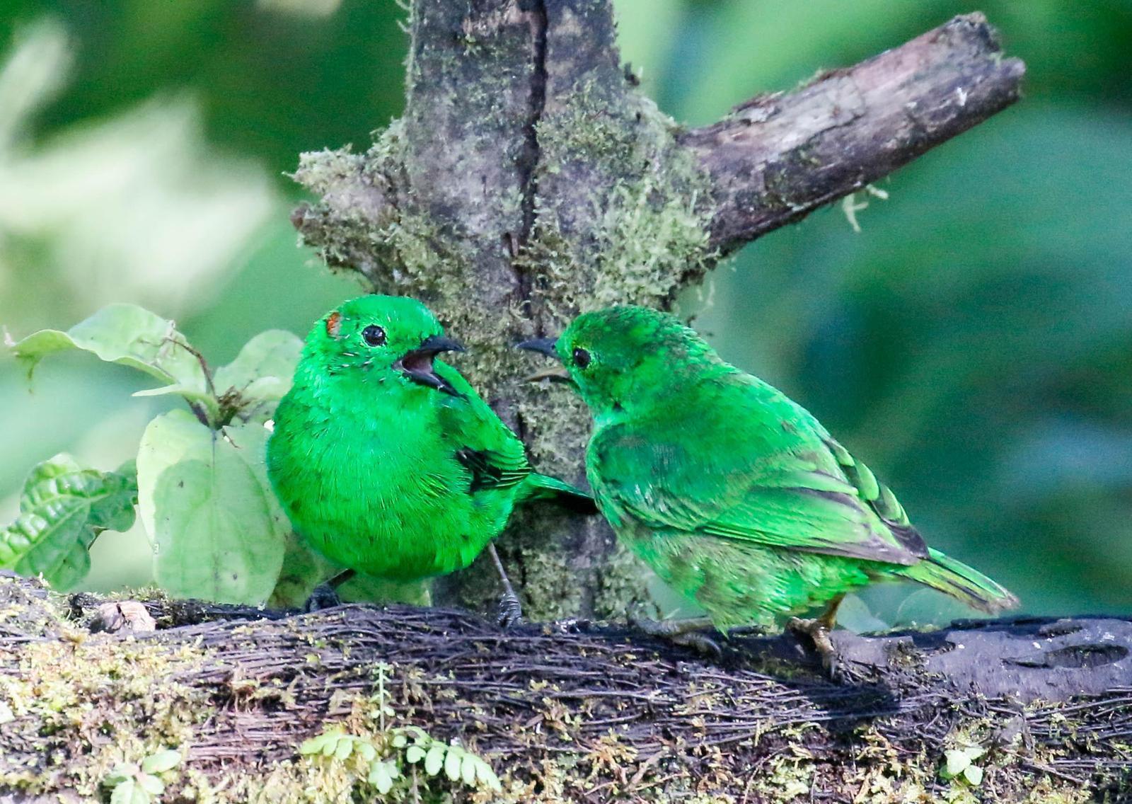 Glistening-green Tanager Photo by Thomas Driscoll
