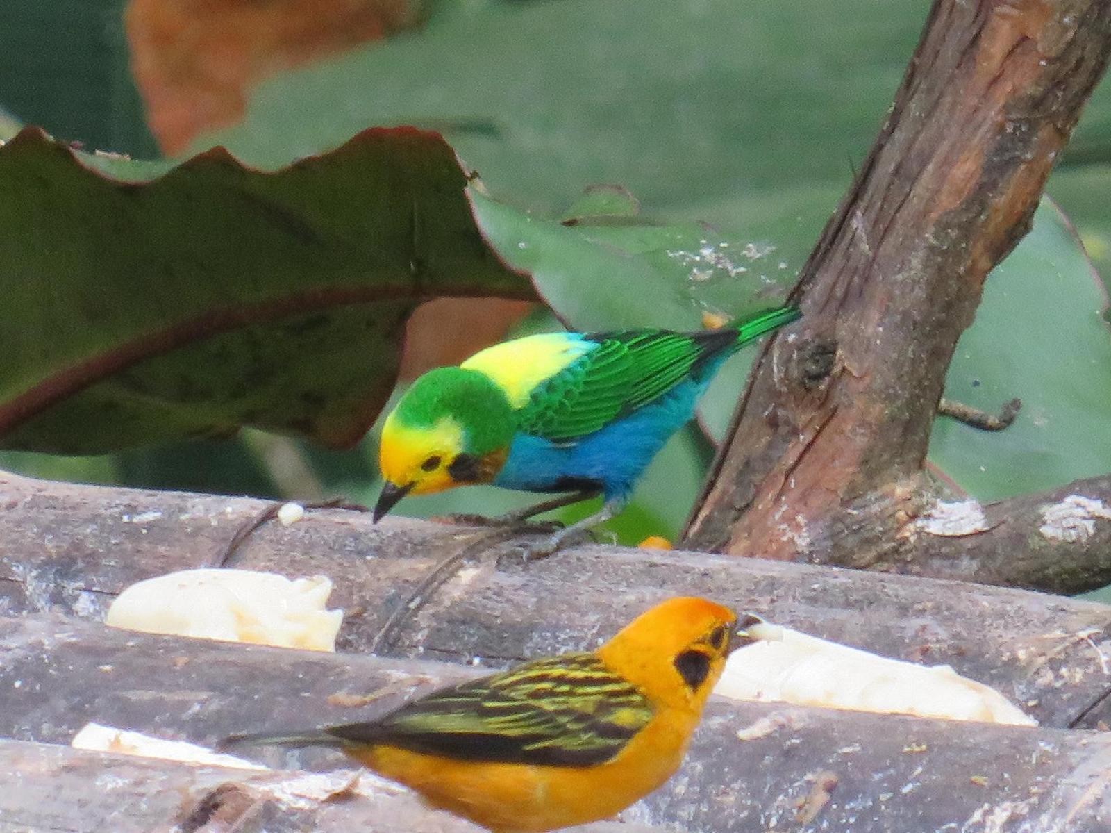 Multicolored Tanager Photo by Jeff Harding