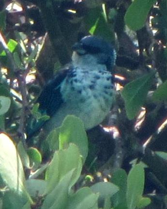 Azure-rumped Tanager Photo by Kyle Kittelberger