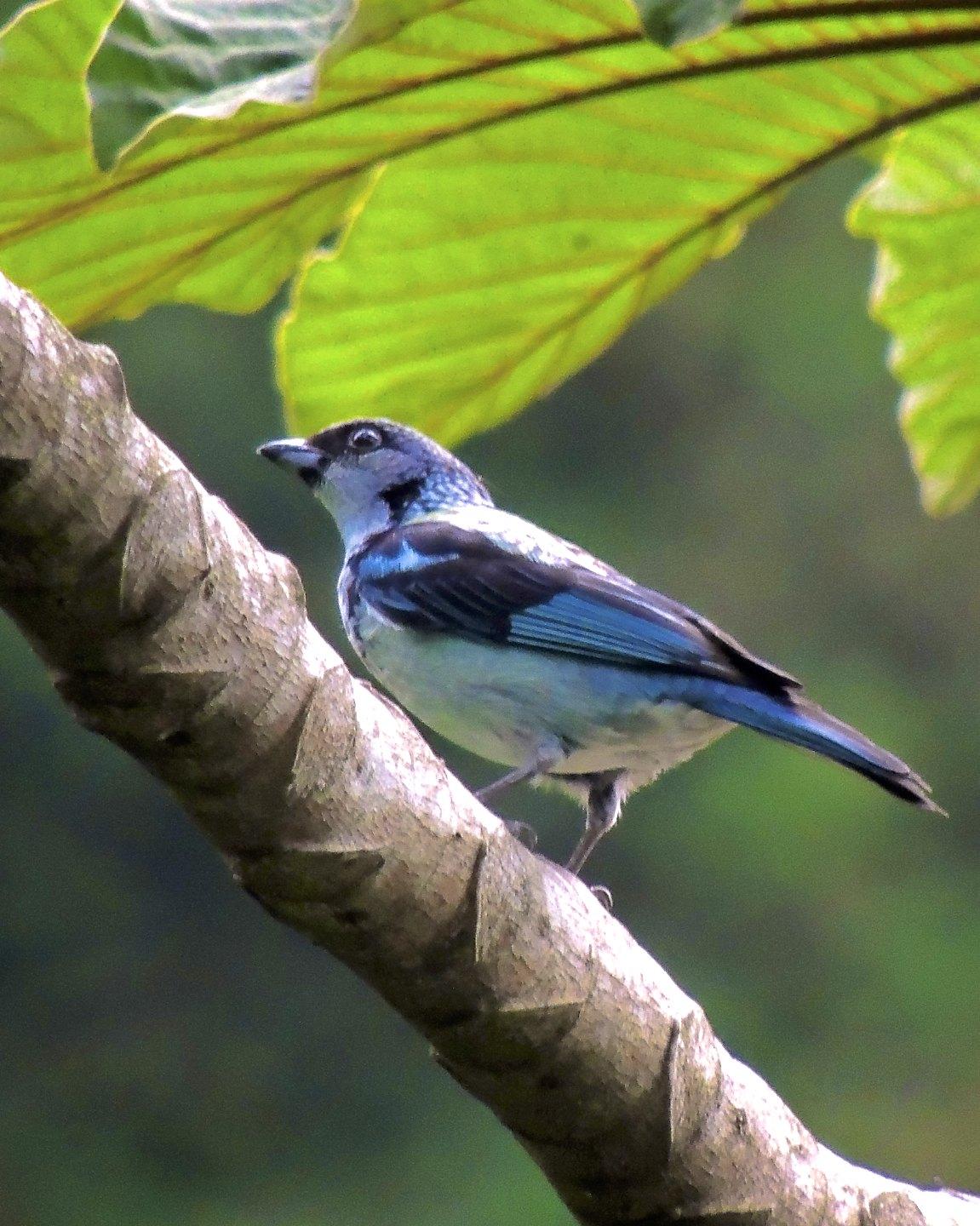 Azure-rumped Tanager Photo by Andres Duarte