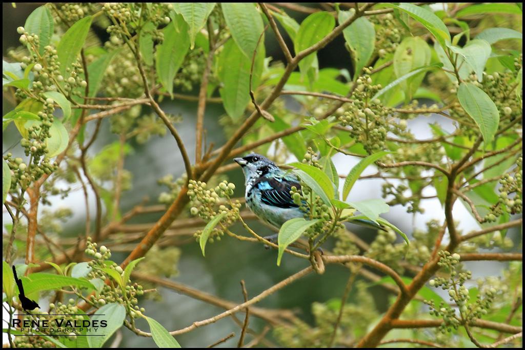 Azure-rumped Tanager Photo by Rene Valdes