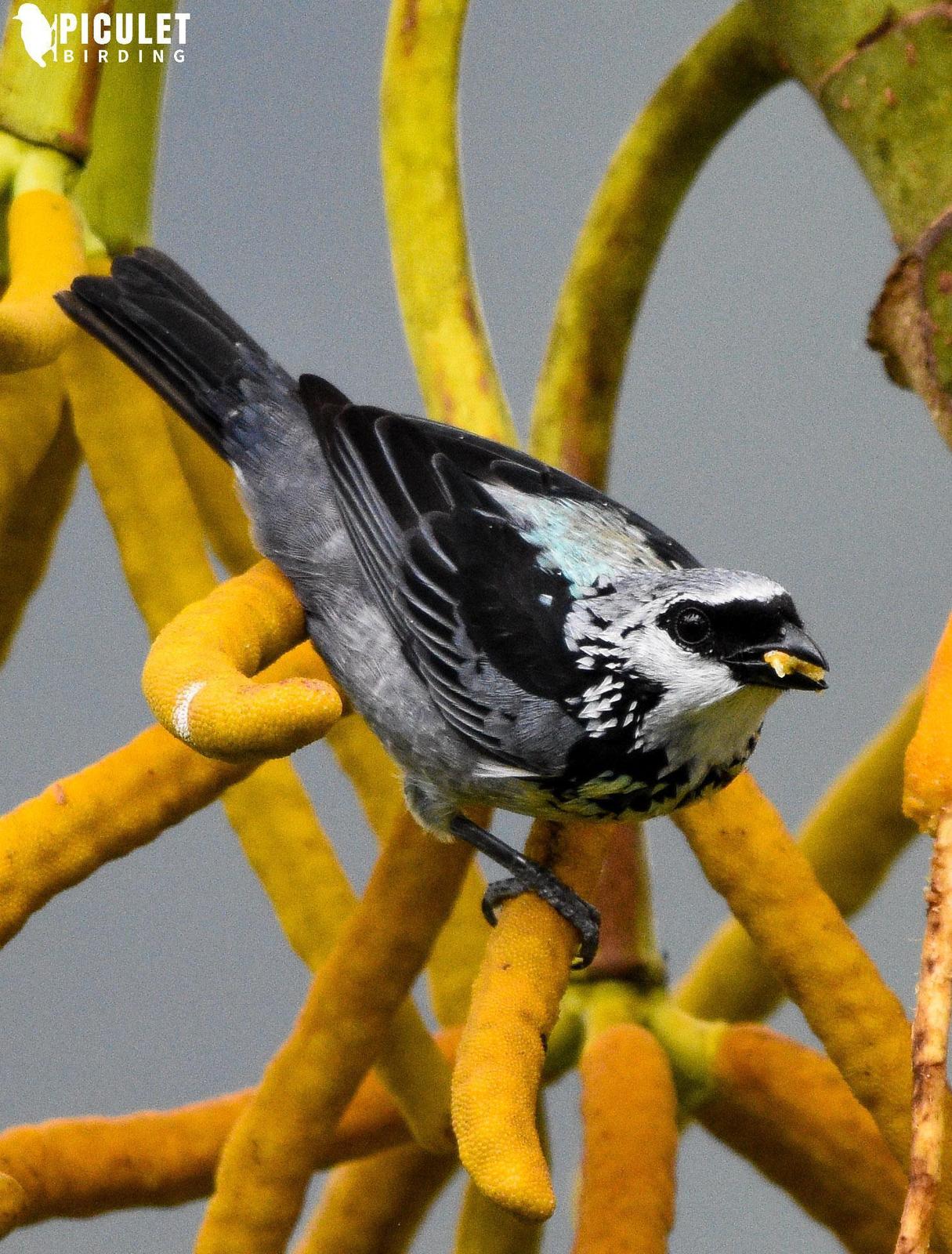 Gray-and-gold Tanager Photo by Julio Delgado