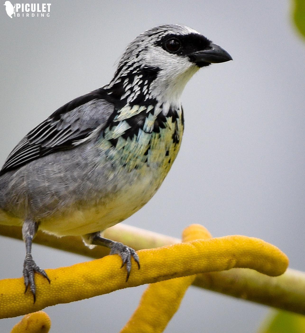 Gray-and-gold Tanager Photo by Julio Delgado