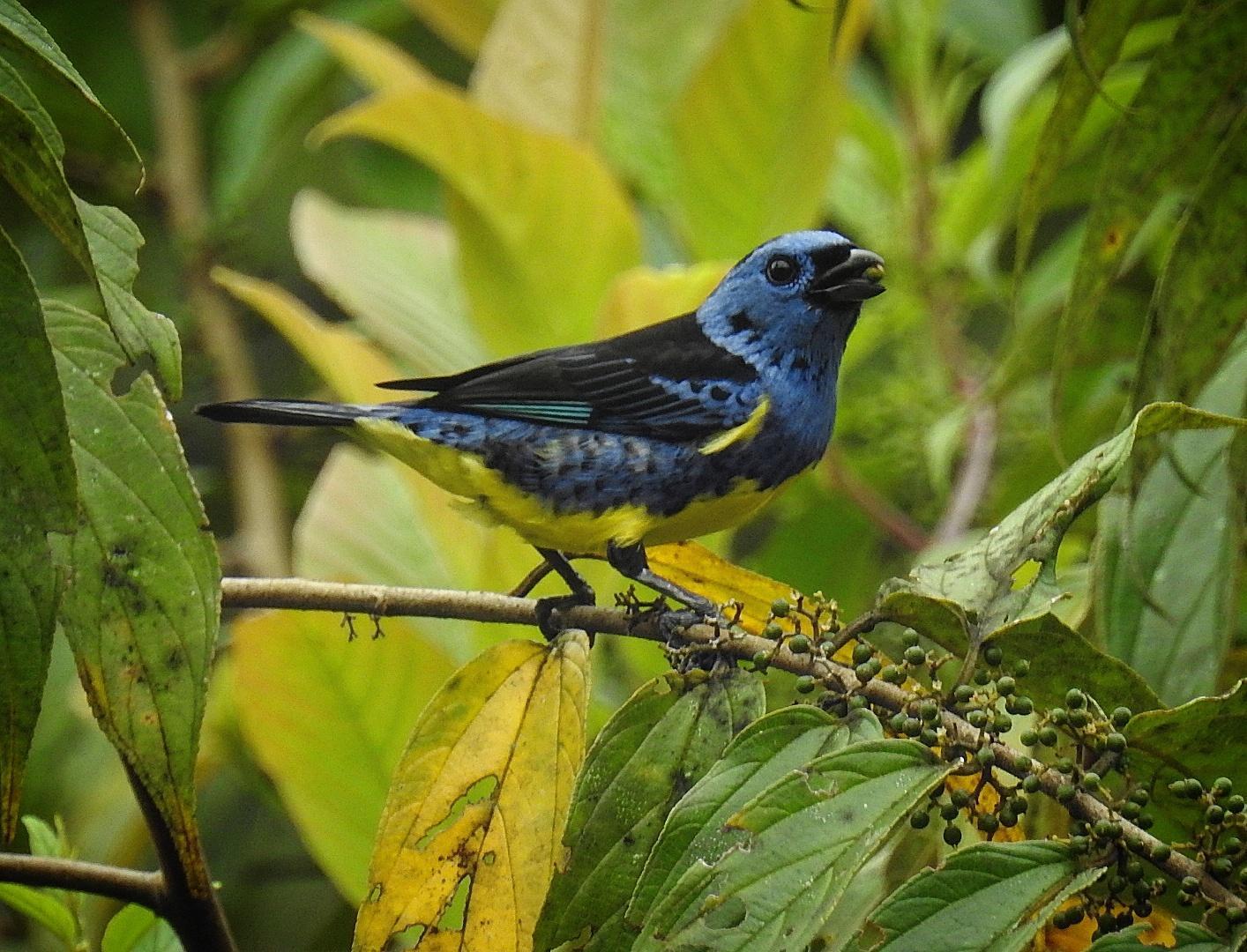 Turquoise Tanager Photo by Julio Delgado